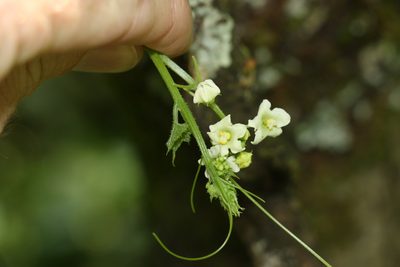 Sicyos australis, photographed by Greg Tasney