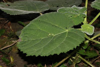 Dendrocnide excelsa, photographed by Greg Tasney