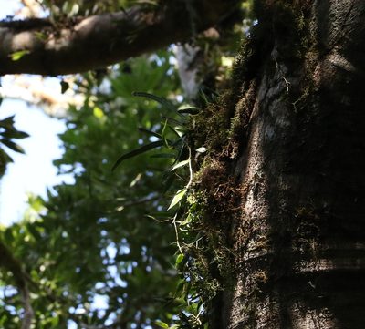 Dendrobium pugioniforme, photographed by Greg Tasney