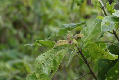 Clerodendrum tomentosum, photographed by Greg Tasney