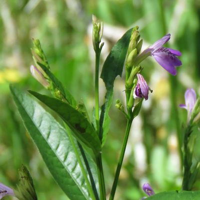 Dianthera laevilinguis, photographed by Gustavo Puente