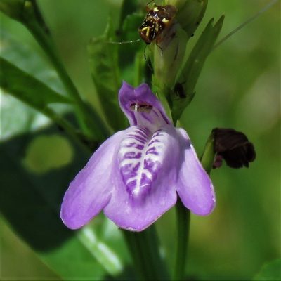 Dianthera laevilinguis, photographed by Gustavo Puente