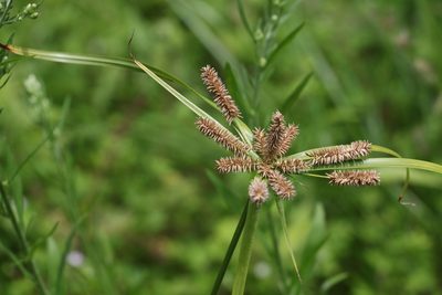Cyperus cyperoides, photographed by Greg Tasney