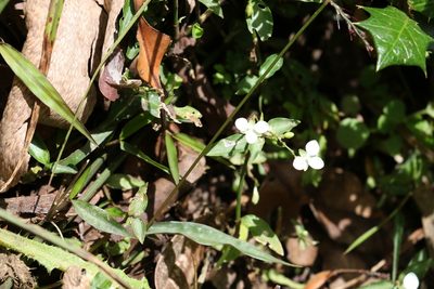 Aneilema biflorum, photographed by Greg Tasney