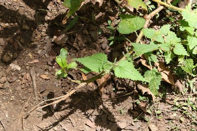 Urtica incisa, photographed by Greg Tasney