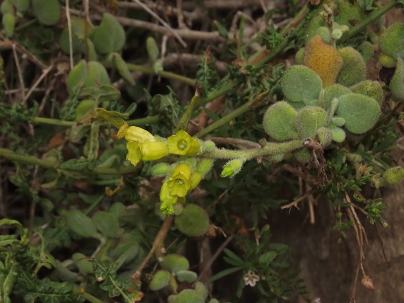 Nicotiana rupicola, photographed by Nicolás Lavandero