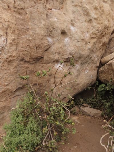 Nicotiana rupicola, photographed by Nicolás Lavandero