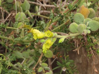 Nicotiana rupicola, photographed by Nicolás Lavandero