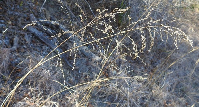 Tridens flavus, photographed by saltyhiker