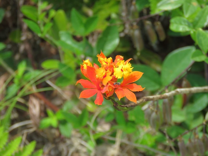 Epidendrum fulgens, photographed by Diego Dos Anjos Souza