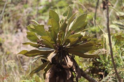Espeletia garciae, photographed by Andrés Ramírez-Barrera