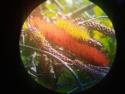 Combretum farinosum, photographed by Oscar Gonzalez Diaz