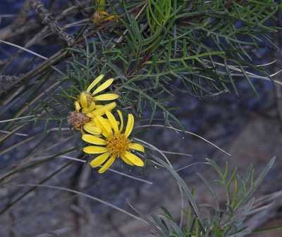 Senecio rudbeckiifolius, photographed by Hugo Hulsberg