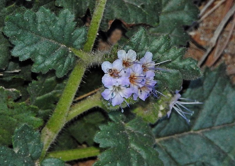 Phacelia pinnatifida, photographed by Hugo Hulsberg