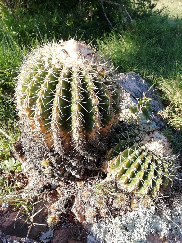 Parodia langsdorfii, photographed by Agustina Medina