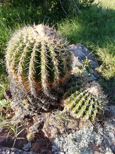 Parodia langsdorfii, photographed by Agustina Medina