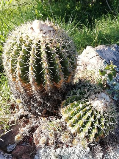 Parodia langsdorfii, photographed by Agustina Medina