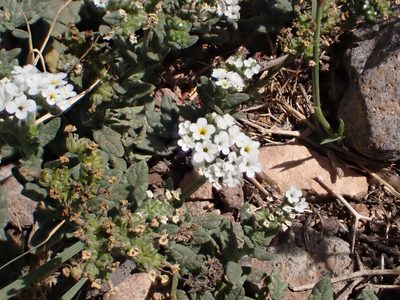 Heliotropium ramosissimum, photographed by John Lyden