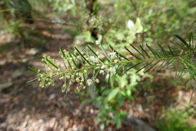 Acacia linifolia, photographed by Gary Williams