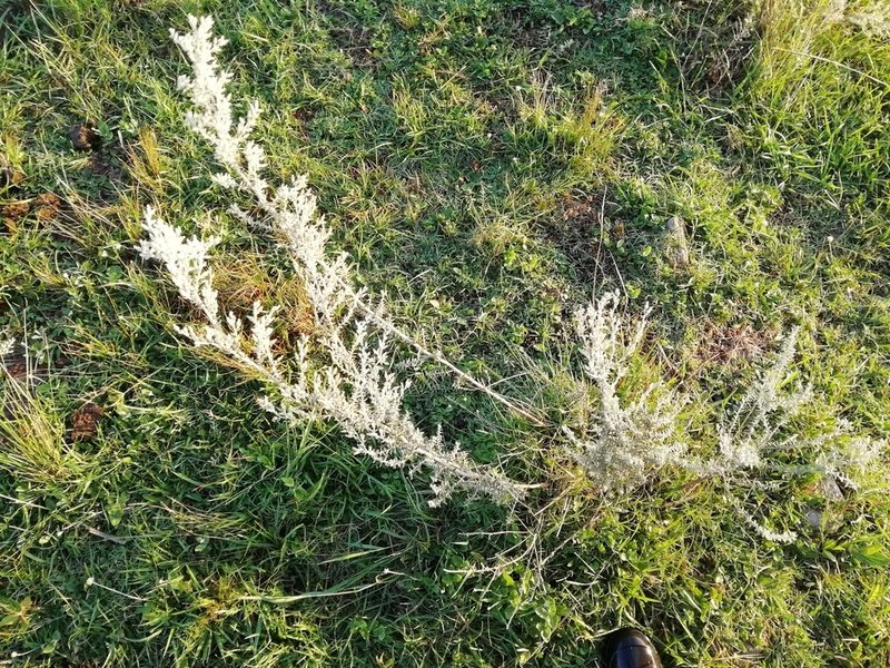 Baccharis ochracea, photographed by Agustina Medina