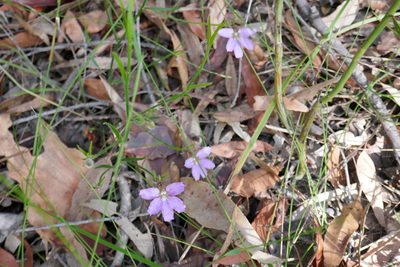 Scaevola ramosissima, photographed by Gary Williams