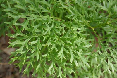 Lomatia silaifolia, photographed by Gary Williams