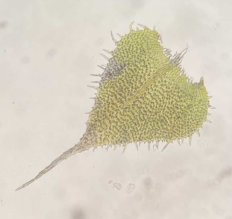 Thelia asprella, photographed by Zihao Wang