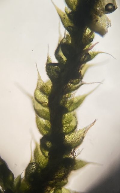 Thelia asprella, photographed by Zihao Wang