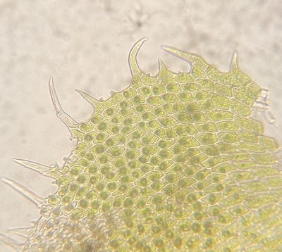 Thelia asprella, photographed by Zihao Wang