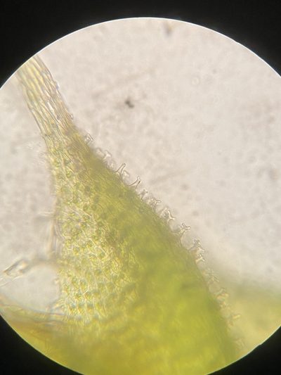 Thelia asprella, photographed by Zihao Wang