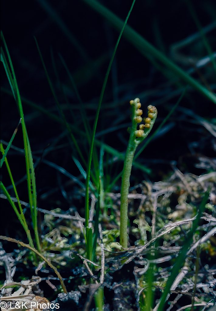Botrychium paradoxum, photographed by lallen