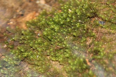 Scapania undulata, photographed by Quinten Wiegersma