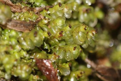 Scapania nemorea, photographed by Quinten Wiegersma