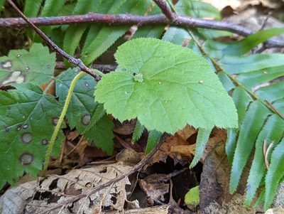 Tolmiea menziesii, photographed by John A Haskins