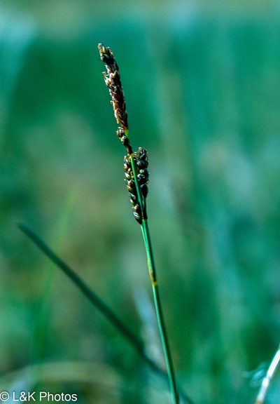 Carex parryana, photographed by lallen