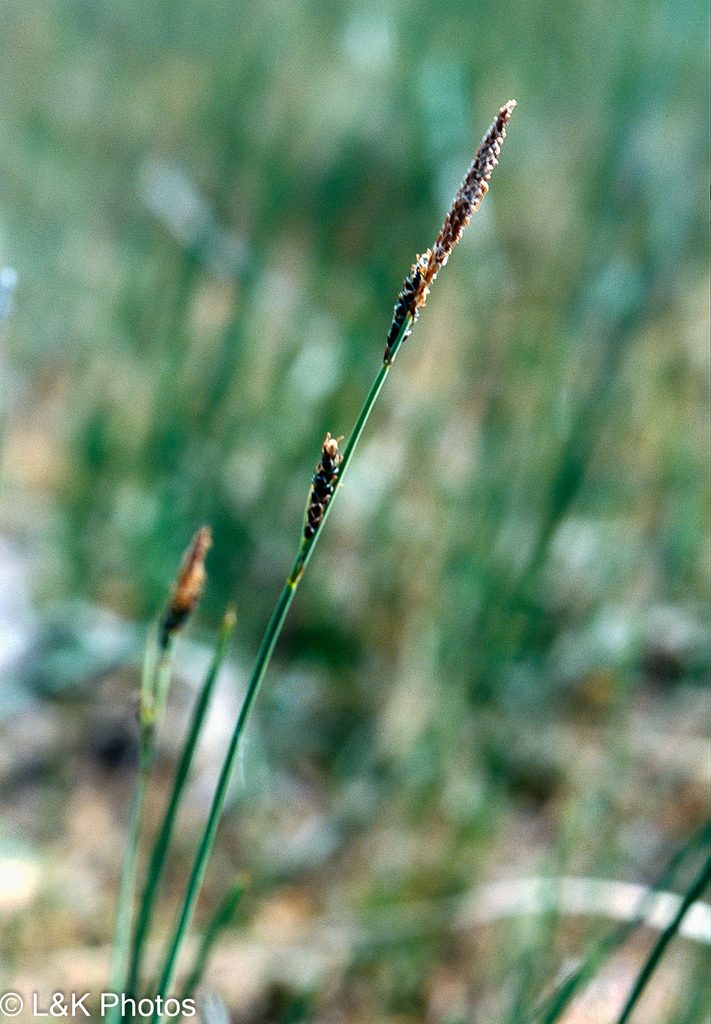 Carex parryana, photographed by lallen