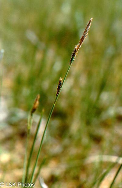 Carex parryana, photographed by lallen