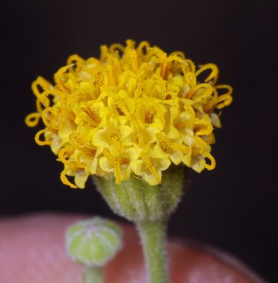Perityle megalocephala, photographed by Steve Matson
