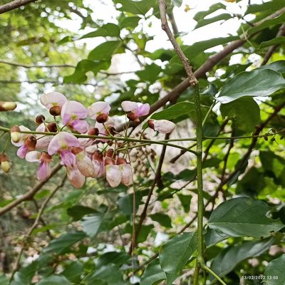 Pongamia pinnata, photographed by Paulmathi Vinod