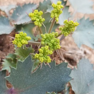 Lomatium lucidum, photographed by James C. Davis