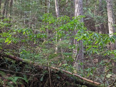 Rhododendron macrophyllum, photographed by John A Haskins