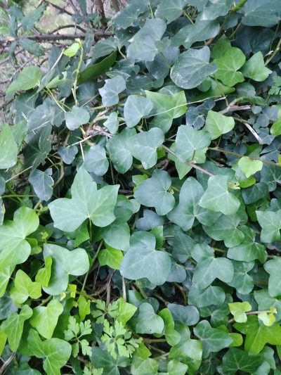 Hedera maderensis, photographed by Vítor Jorge
