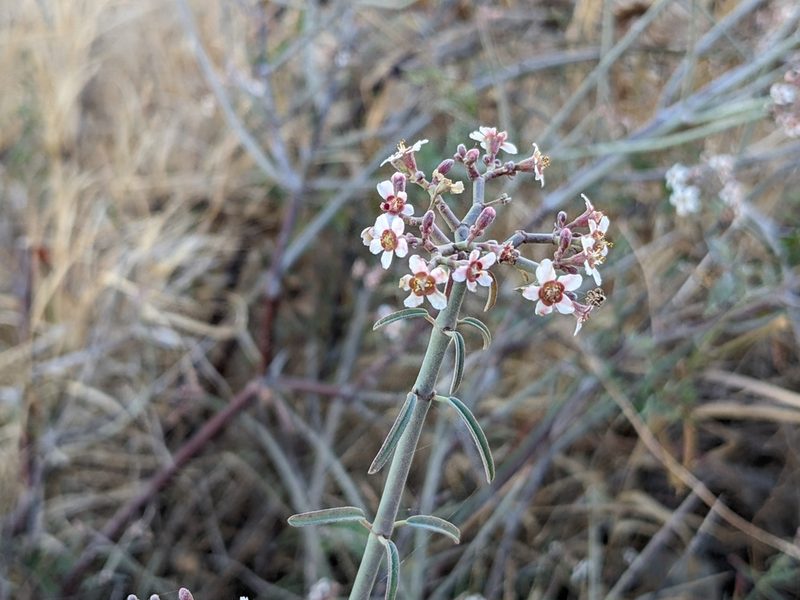 Euphorbia xanti, photographed by Zoltán Stekkelpak