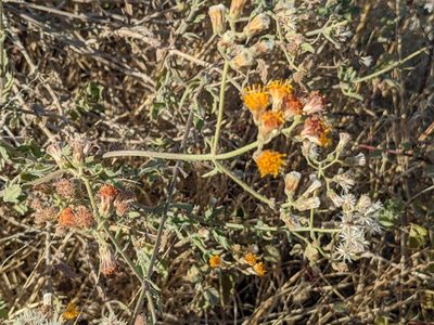 Bebbia atriplicifolia, photographed by Zoltán Stekkelpak
