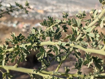 Parkinsonia florida, photographed by Zoltán Stekkelpak