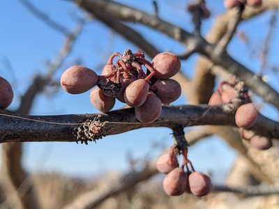Bursera microphylla, photographed by Zoltán Stekkelpak