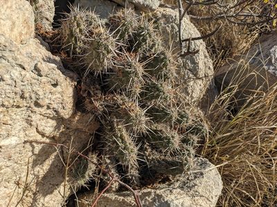 Echinocereus brandegeei, photographed by Zoltán Stekkelpak