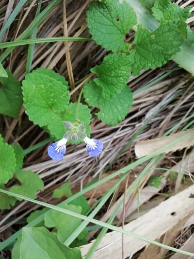Salvia procurrens, photographed by Agustina Medina