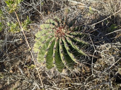 Ferocactus townsendianus, photographed by Zoltán Stekkelpak