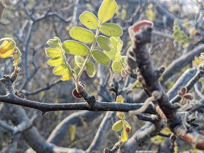 Cyrtocarpa edulis, photographed by Zoltán Stekkelpak